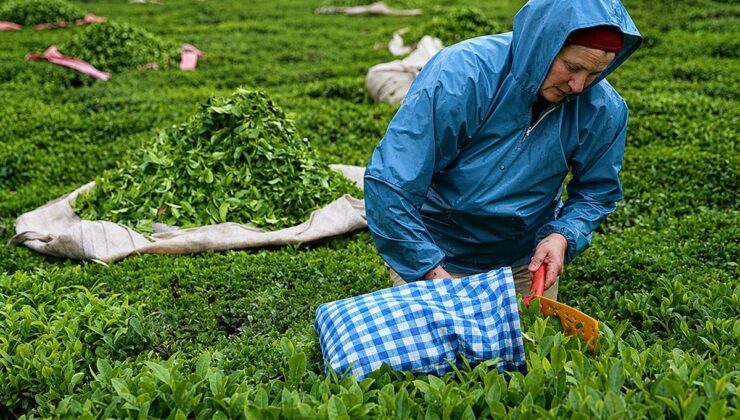 2026 yılı yaş çay alım fiyatı kilogram başına 35 lira olarak belirlendi