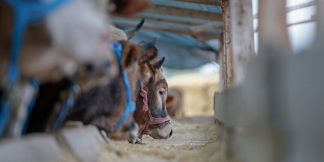 5 soruda kurbanlık seçimi: İşte dikkat edilecekler