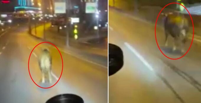 Avcılar’da pazardan kaçan kurbanlık dana E-5’i karıştırdı