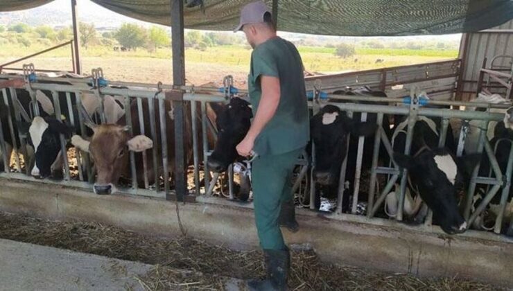 Aydın’da 17 mahallede şap hastalığı nedeniyle karantina tedbirleri alındı