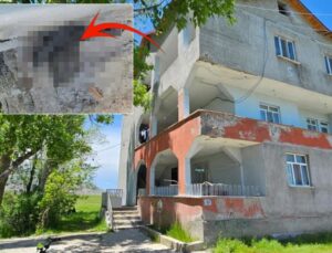Evi 3 metrelik yılanlar bastı! Geceleri uyku uyuyamıyorlar