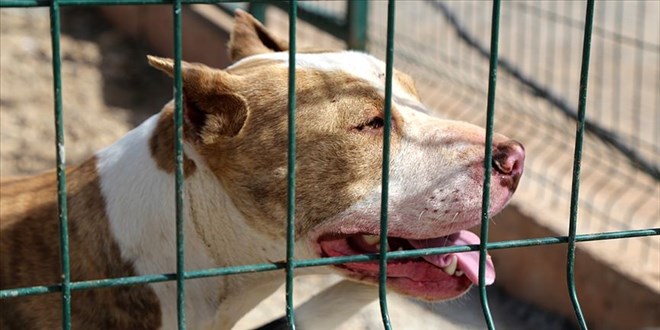 İki çocuğu yaralayan pitbull sahibinin tahliye edilmesine tepki!