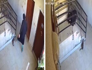 ‘İlahi adalet’ 5 saniyede tecelli etti! Kediye yaptıklarından sonra başına gelene bakın