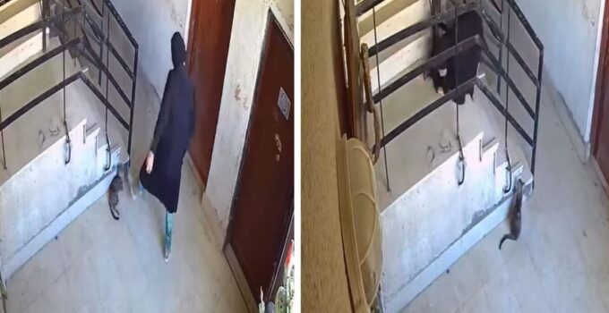 ‘İlahi adalet’ 5 saniyede tecelli etti! Kediye yaptıklarından sonra başına gelene bakın