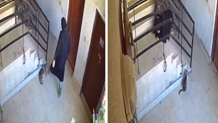 ‘İlahi adalet’ 5 saniyede tecelli etti! Kediye yaptıklarından sonra başına gelene bakın
