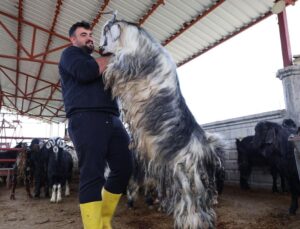 Kurban mesaisinde ‘rekor’ heyecanı: 140 kilogramlık dev keçi