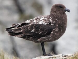 Avustralya ana karasında ilk H5N1 kuş gribi vakası görüldü