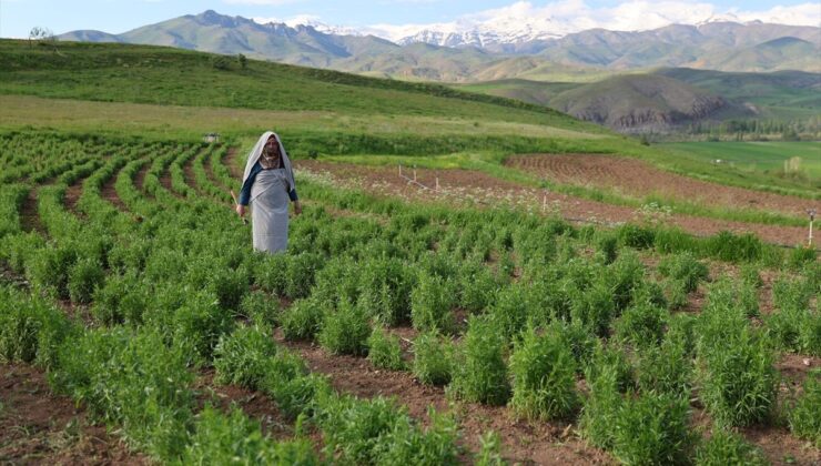 Bayburt’ta kadın üreticinin yetiştirdiği "tarhun" ihraç ediliyor