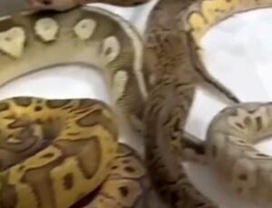 İstanbul’da bir evden 18 piton, 21 Mısır ve 3 king yılanı çıktı