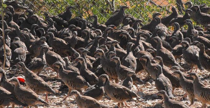Kene tehdidine karşı keklik ve sülün ordusu hazır: 62 ilde doğaya salınacaklar