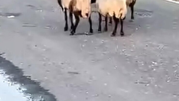 Siirt’te zehirlendiği iddia edilen 32 küçükbaş hayvan telef oldu