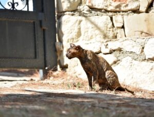 Alevlerin arasında kalan kedi ‘Luna’, tedaviye alındı