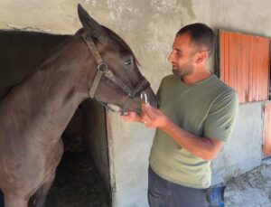 Avcılar’da sokakta dolaşan başıboş atlar çiftlikten kaçmış