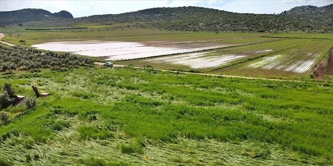 Doğal afetler ilk 6 ayda 900 bin dekar tarım alanına zarar verdi