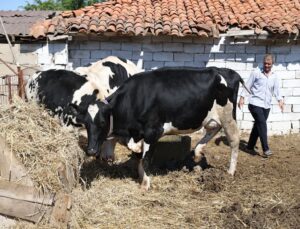 Eski hükümlüye devlet desteğiyle hayvancılık