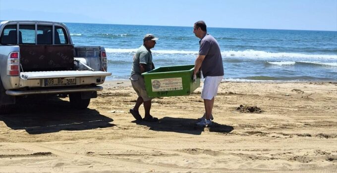 İzmir ve Aydın’da 3 caretta caretta sahilde ölü bulundu