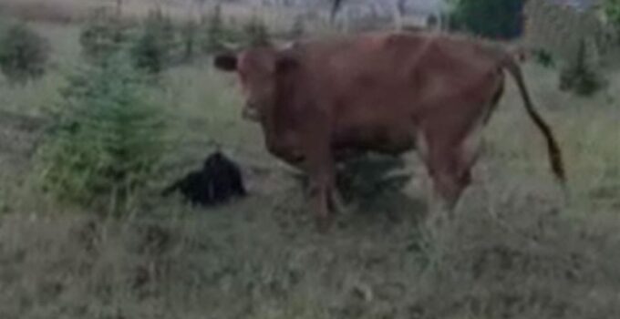 Kaybolan ineğini ararken sürprizlerin en güzeliyle karşılaştı