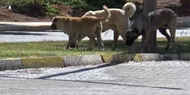 Sahipsiz köpeğin saldırısına uğrayan 1,5 yaşındaki çocuk yaralandı