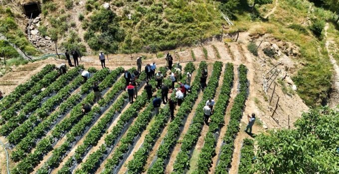 Siirt’te çilek hasadı yapıldı