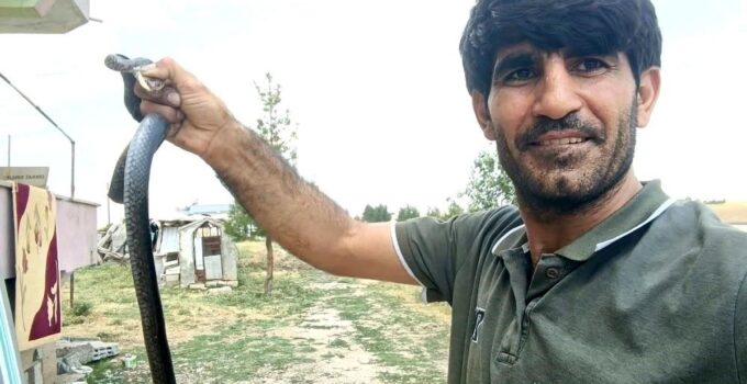 Siirt’te evine giren yılanı eliyle yakaladı