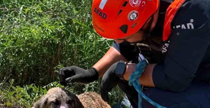 Siirt’te kuyuya düşen köpek kurtarıldı