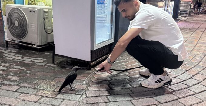 Siirt’te susayan kargaya esnaf tarafından su verildi
