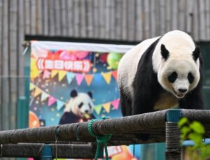 Tianjin Hayvanat Bahçesi Dev Panda Xi Le’nin 13. Doğum Gününü Kutladı