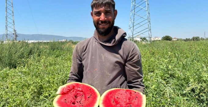 Torbalı’da karpuz hasadı başladı
