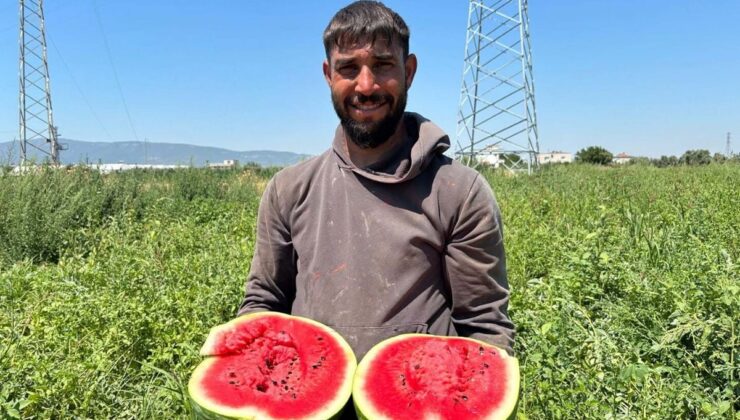 Torbalı’da karpuz hasadı başladı