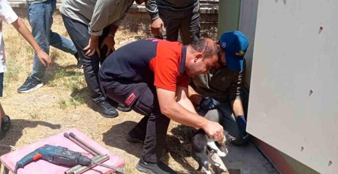 Trafo deliğine başı sıkışan kedi itfaiye ekiplerince kurtarıldı