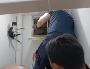 Amasya’da Mahsur Kalan Kedi İtfaiye Ekiplerinin Uzun Uğraşları Sonucu Kurtarıldı