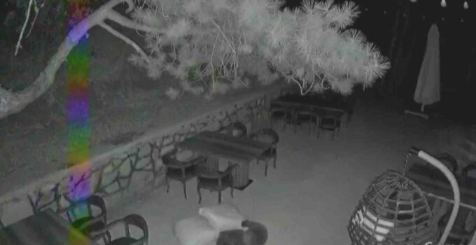 Ayı Ailesi Restoran Bahçesinde Oynadı
