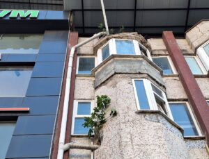Beton Duvarın İncir Ağacı Şaşkınlık Yaratıyor