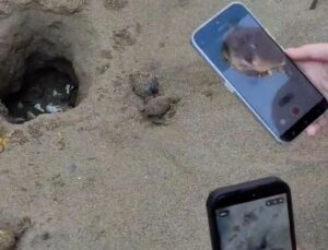 Caretta caretta yavruları turistlerin ilgisiyle denizle buluştu