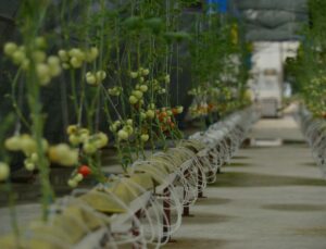 Çay Atık Liflerinden Yerli ‘Çaykopit’: İthal Kokopite Güçlü Alternatif
