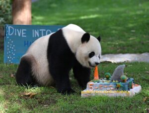 Dev Panda Bao Li, Washington’da Beşinci Yaş Gününü Kutladı