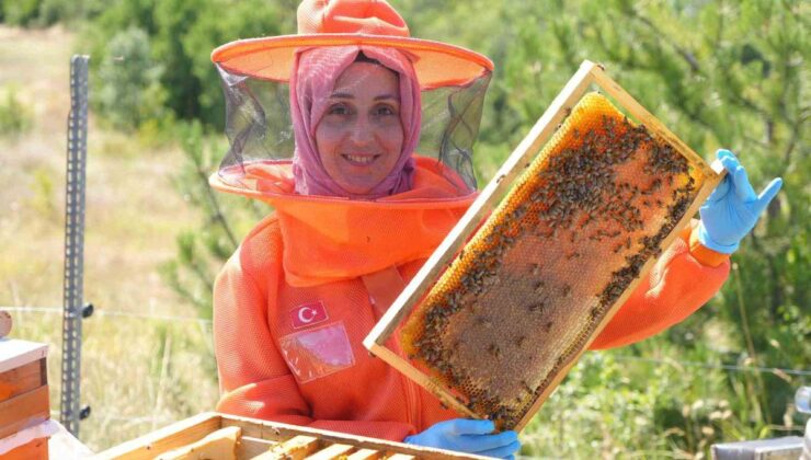 İstanbul’dan Kastamonu’ya Arı Sütü Yolculuğu