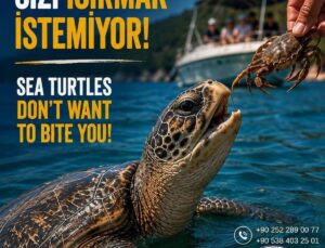 İztuzu Plajı’nda caretta caretta uyarısı: Beslemeyin, dokunmayın, yaklaşmayın