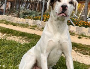 Keşan’da ‘Sütlaç’ isimli köpeğin öldürülmesine suç duyurusu