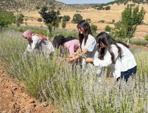 Mardin’de 40 Yıllık Atıl Arazi Kadınların Emeğiyle Lavanta Bahçesine Dönüştü