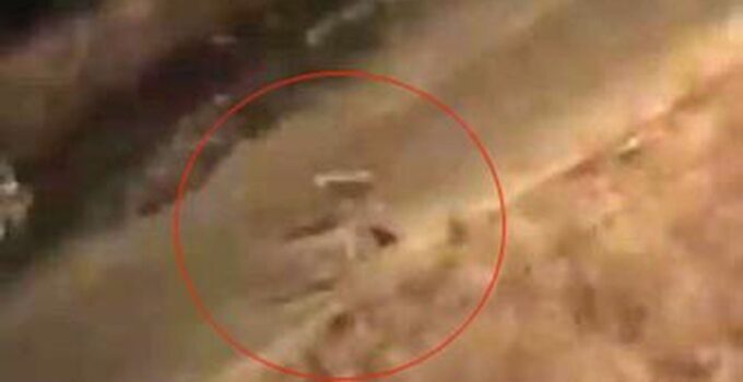 Siirt’te Başıboş Köpekler Kediyi Öldürdü