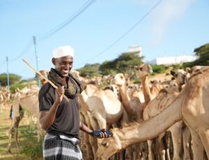Somali’de Mevlid-i Nebi için 1538 deve kurban edilecek