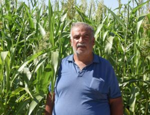 Sorgun otu Malatya’da hayvancılığın kaba yem ihtiyacına alternatif oldu