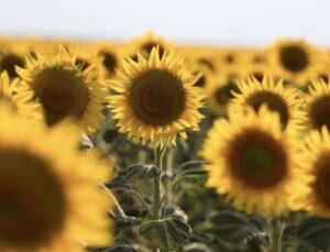 1600 ton yağlık ayçiçeği satışa çıkıyor