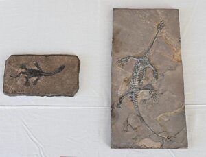 ABD, Çin’e ait 64 kültürel eser ve paleontolojik fosili iade etti