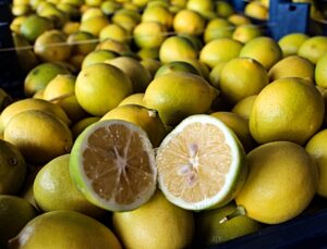 Adana’da limon hasadı başladı: Dalında 5 TL olan limon markette 100 TL