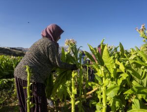 Adıyaman Çelikhan’da 32 hektarlık tütün hasadında 9 bin ton rekolte bekleniyor