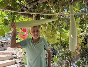 Antalya İbradı’da Şendur Özdoğru’nun ektiği su kabağı 96 santimetreye ulaştı