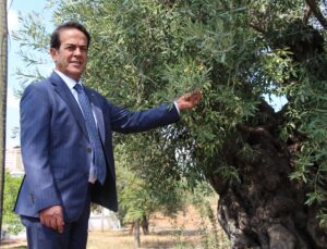 Antalya Zeytinpark’taki 1200 ve 800 yıllık zeytin ağaçları 10 yıldır meyve veriyor