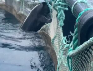 Antalya’da kafeste mahsur yaklaşık 150 kiloluk Akdeniz foku, dalgıçlarca kurtarıldı